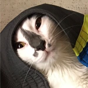 Meet your Posher, Constance